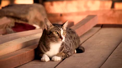 Cute-tabby-cat-anxiously-looking-around-for-his-playmate