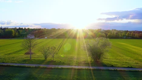 Springtime-sunset---flying-into-the-bright-sunlight-by-drone-along-trees-and-a-yellow-rapeseed-field