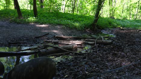 A-small-stream-in-a-forest-full-of-short-logs,-bulldog-on-leash