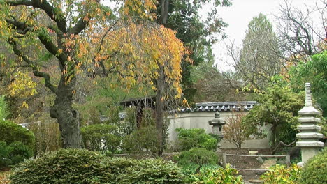 Japanischer-Garten-Im-Herbst-Mit-Weinendem-Kirschbaum,-Der-Blätter-Fallen-Lässt