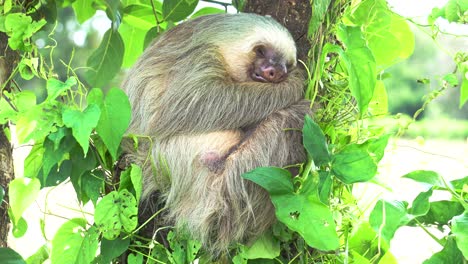 A-sleeping-sloth-,-hugged-to-a-tree,-eyes-closed,-a-gentle-wind-shaking-the-leaves