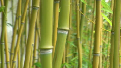 Dichtes-Wachstum-Von-Bambus