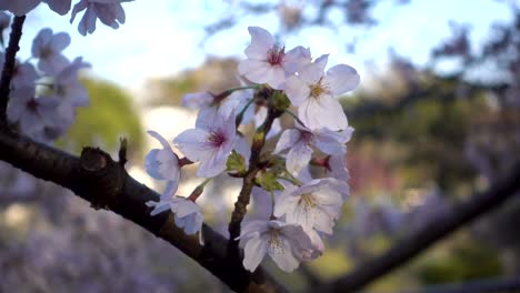 Close-up-of-pretty-Sakura-cherry-blossoms-against-background-blurred-scenery