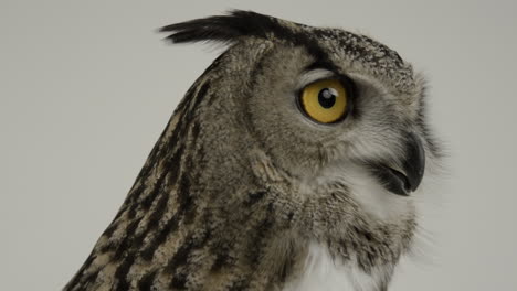 Eurasian-Eagle-owl-extreme-close-up---avian-predator