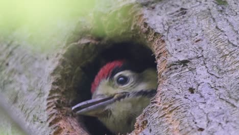 super-closeup-of-great-spotted-woodpecker's-nest,-young-waiting-anxiously-for-food