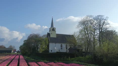 Idyllic-white-church-in-Holland-next-to-beautiful-pink-tulip-field,-aerial