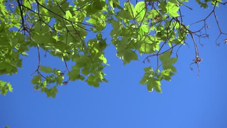 Beautiful-saturated-green-leaves-softly-waving-in-wind-against-blue-sky