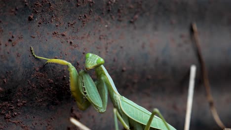 A-close-up-shot-of-a-green-praying-mantis-inside-a-backyard-garden