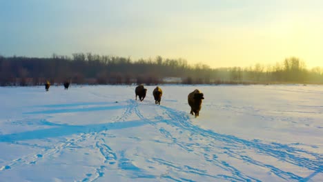 4k-closeup-of-buffalos-following-each-otehr-one-behind-the-other-during-an-early-morning-winter-sunrise-as-their-reflective-dark-shadows-apprear-on-the-snow-covered-path-behind-the-herd-of-bisons-2-6