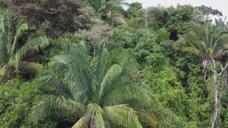 Panama-aerial-rises-through-lush,-dense,-green-jungle-hillside-foliage