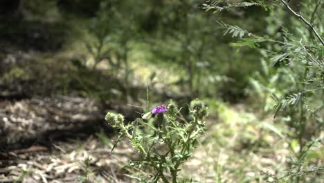 Abejas-Y-Mariposas-Polinizando-Flores-En-La-Fauna-Australiana-De-Arbustos-Salvajes