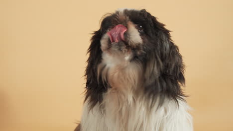 Shih-Tzu-Hund,-Der-Aufmerksam-Nach-Oben-Schaut,-In-Der-Hoffnung-Auf-Futter---Porträtaufnahme
