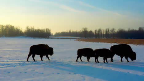 closeup-of-buffalo-herd-with-offspring-baby-bison-begin-their-trek-to-join-their-pack-as-the-babies-were-getting-their-morning-teet-of-milk-from-their-mother-during-an-early-sunrise-winter-melt-down