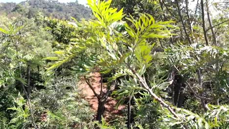 Drone-shot-of-coffee-plantation