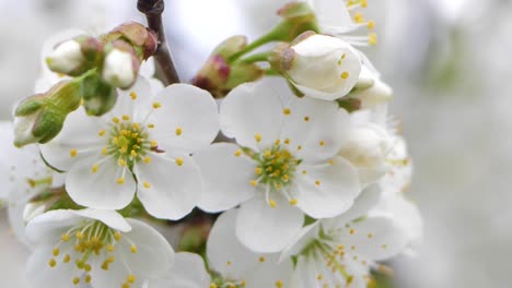 Sweet-cherry-blossoms-in-spring.-White-cherry-blossoms