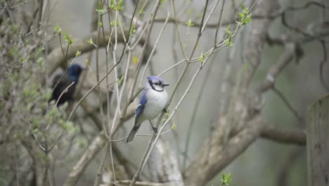 Closeup-Portrait-Of-A-Wild-Blue-Jay-Bird,-Common-Grackle-Flying-In-The-Forest-Background