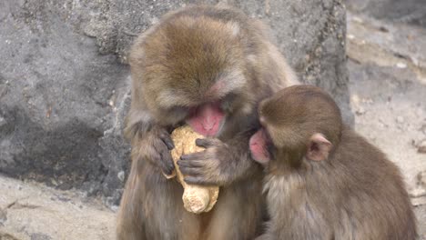 Japanese-Snow-Monkeys-In-Zoo-Eating---close-up-shot