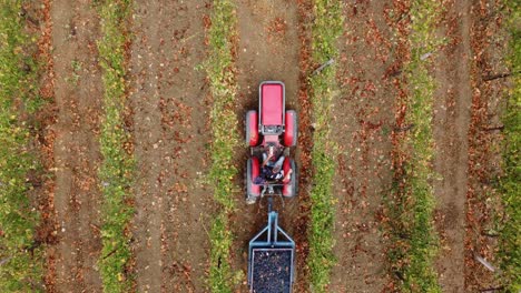 Aerial-view-of-a-tractor-going-through-vineyard-rows,-in-the-countryside-of-Italy