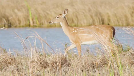 white-tailed-deer-mammal-walking-and-pausing-in-slow-motion