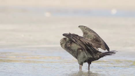 cormorant-bird-spreading-wings-and-rubbing-head-on-sandy-beach-shore-in-slow-motion