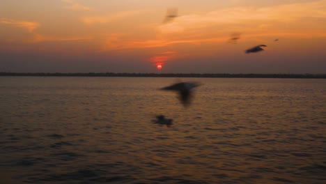 Sea-birds-flying-low-over-the-waters-of-sea-during-golden-hour