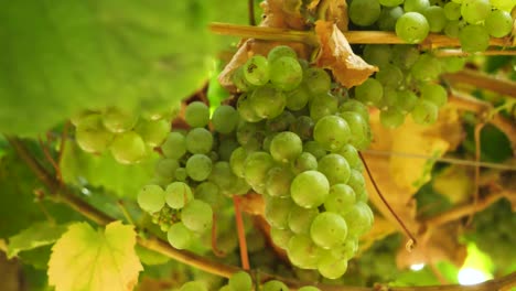 Bunch-of-ripe-grapes-hanging-at-the-vine-in-harvest-season