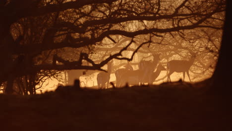 Herd-Of-Wild-Deer-Standing-At-Woodland-With-Silhouette-Trees-At-Sunrise