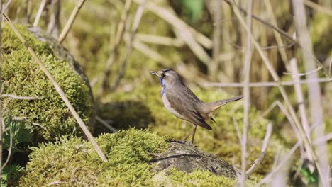 BIRDS---Bluethroat,-or-chat,-jumps-from-moss-covered-rock,-wide-shot-slow-motion