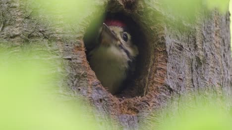 Colorful-spotted-baby-chick-woodpecker-peeking-out-from-tree-hole,-waiting-and-searching-for-mother-to-bring-food