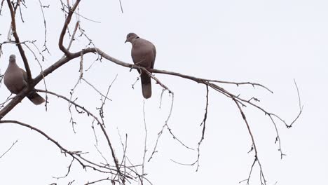 A-lone-dove-is-joined-by-a-friend-on-a-tree-limb
