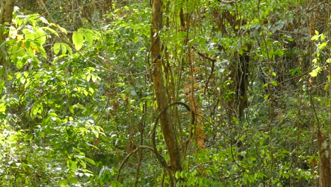 Panning-realtime-footage-of-luscious-green-rainforest-in-Panama,-with-a-gentle-breeze-blowing-through-a-wide-variety-of-plantlife-including-trees-and-hanging-vines