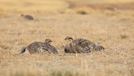 close-up-of-two-Sharp-tailed-Grouse-performing-lek-or-mating-ritual