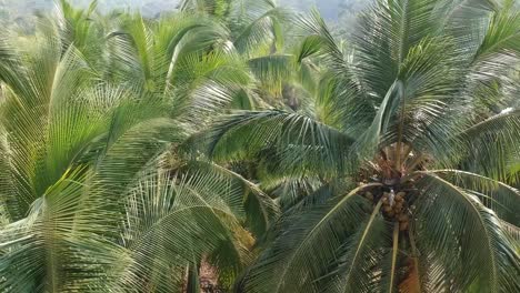 Beautiful-Aerial-View-Shot-of-Agriculture-Coconut-and-palm-farm-in-India