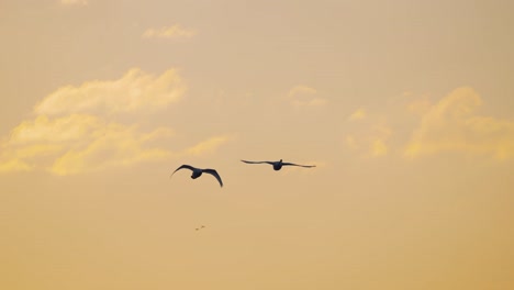Pair-of-Large-Mute-Swans-elegantly-flying-across-orange-and-pink-hued-sky