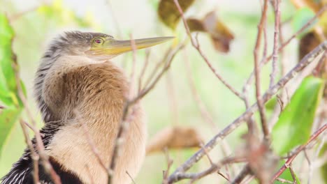 anhinga-bird-in-windy-tree-with-foliage-close-up