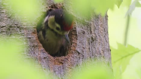 great-spotted-woodpecker-male-feeding-its-chick-with-insect-larvae-on-the-nest