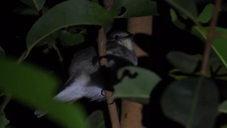 Red-throated-Flycatcher,-Ficedula-albicilla