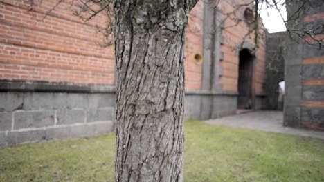 Tilt-up-shot-close-up-of-a-tree-trunk-bark-with-a-brick-and-stone-building-at-an-old-mexican-hacienda-in-the-back