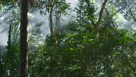 Amazon-jungle,-daytime-mist-and-atmospheric-light