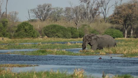 Wide-clip-of-an-elephant-bull-crossing-the-Khwai-River-from-Moremi-Game-Reserve,-Botswana