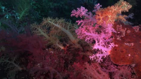 Drifting-above-colorful-soft-corals-in-tropical-ocean
