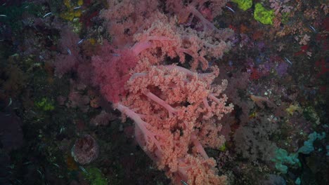 Floating-along-pink-soft-corals-on-tropical-coral-reef