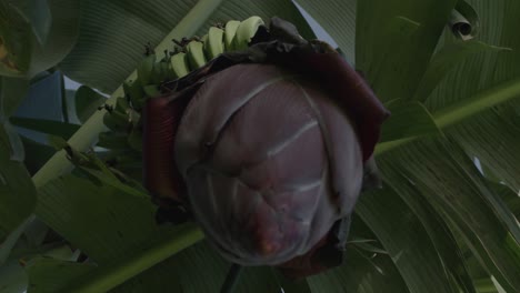 Tiro-Giratorio-De-Un-árbol-De-Plátano-En-Flor-En-Hawai