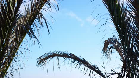 Looking-through-palm-fronds-on-the-beach-then-tilt-down-for-a-view-of-the-sparkling-blue-ocean