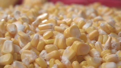 Maize-or-corn-has-become-a-staple-food-in-many-parts-of-the-world