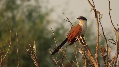 Closeup-of-a-Burchell's-coucal-on-a-branch-against-blurred-background-foliage,-Khwai-Botswana