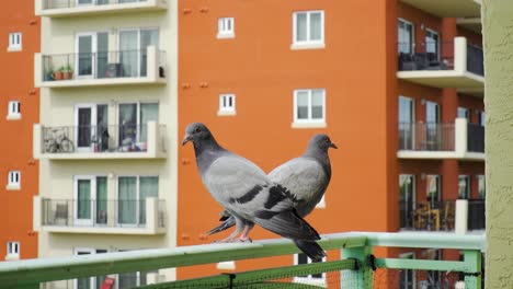 Pigeons-resting-on-a-balcony-and-looking-around,-scratching-themselves,-Apartment-Building