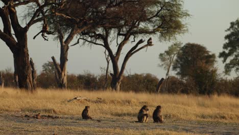 Breiter-Clip-Einer-Pavian-Truppe-Neben-Einer-Offenen-Pfanne-Im-Seitenlicht-Des-Frühen-Morgens,-Khwai-Botswana