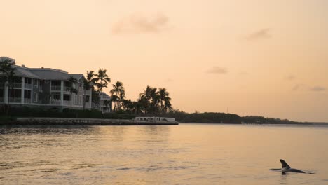 Delphin-Schwimmt-Durch-Hübsche-Sonnenuntergangsluft-über-Wasser-Und-Küsteneigentumswohnungen-Captiva,-Florida