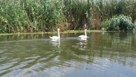 Hermosos-Cisnes-En-El-Lago